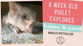 6 Week Old Piglet Explores House & Yard | SATX Pet Pigs