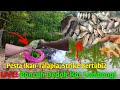 cara2 Buat Umpan Dedak Simple Untuk Ikan Talapia/Lampam