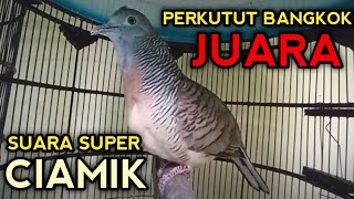 PERKUTUT BANGKOK JUARA SUARA SUPER CIAMIK - PALING AMPUH UNTUK PANCINGAN PERKUTUT BANGKOK AGAR GACOR