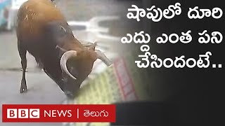 Bull Attack Viral Video: కబేళాకు తరలిస్తుండగా తప్పించుకున్న ఈ ఎద్దు ఎంత పని చేసిందంటే.. | BBC Telugu