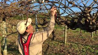 Best Pruning tool for Kiwi orchards? 🥝 Watch the INFACO Electrocoup F3010!