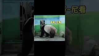 圓寶打包筍至窗前,哥哥陪吃😆 #panda #shorts #yuanbao #圆宝 #熊貓