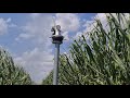 Corn irrigation / New Sime Reflex sprayer