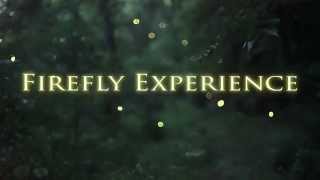 Firefly Experience - Summer Night with Fireflies (Lightning Bugs)
