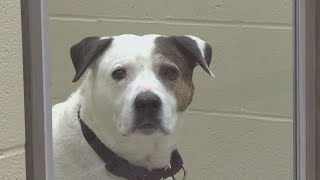 'Fill your heart, not your cart' campaign at Humane Society for Hamilton County