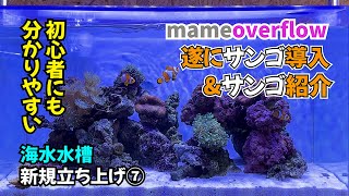 【新規水槽立ち上げ】マメオーバーフローを使用した６０cm海水水槽動画⑦サンゴ導入編