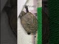 ラウル お尻ゴリゴリ shorts かめ イシガメ ニホンイシガメ cuteanimals