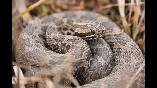 Eastern Massasauga Rattlesnake