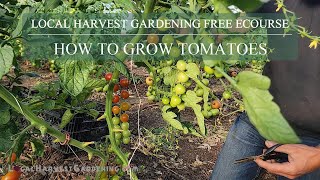 Free eCourse: How to successfully grow tomatoes