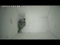 【夜間のねぐら】 2025 02 24 スズメの巣箱 野鳥 sparrow bird nest box live camera