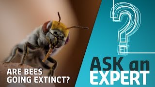Are Bees at Risk of Going Extinct? | Ask an Expert