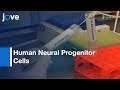 Cultivation Of Human Neural Progenitor Cells-3D Self-Assembling Peptide Hydrogel l Protocol Preview