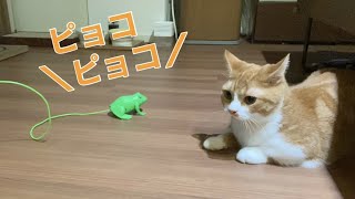 猫とカエルのおもちゃで遊んだらまさかのこうなりました...