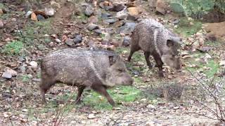 Too close for comfort Javelina encounter on my morning walk today 01212020