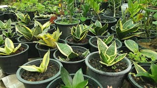 Take a tour of the shop selling beautiful ornamental plants.