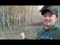 fencing dogs with cattle and corral panels