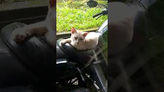 ദാസപ്പോ എന്നെ ശെരിക്കൊന്ന് 🧐🧐 #comedy#cat#funny#shortsvideo