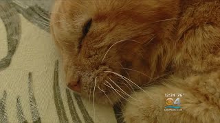 Cat Lost During 2004 Hurricane Found