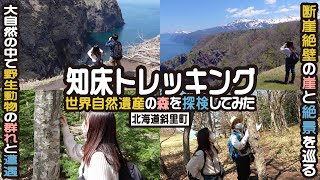 【知床観光】野生動物に遭遇！？世界自然遺産の森をトレッキング！！ / 知床(北海道斜里町)