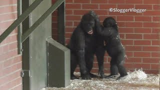 Gorilla Brothers Having Fun Playing Inside