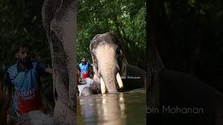 The King👑 Thechikkottukavu Ramachandran #trending #viral #youtubeshorts #shorts