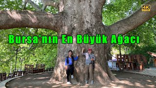 Bursa'nın En Büyük En Yaşlı Ağacı | İnkaya Tarihi Anıt Ağacı