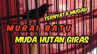 Tutorial Cara Agar Murai Batu Muda Hutan Makan Voer