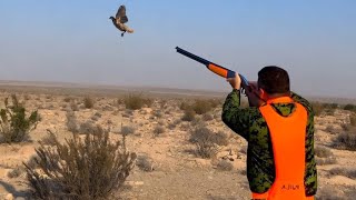 Chasse de Perdrix et de Lièvre Sauvage partie 8