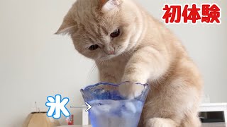 【猫氷】初めての氷に興味深々な猫はとても可愛いかった…！Cat is interested in ice！　Cute animals