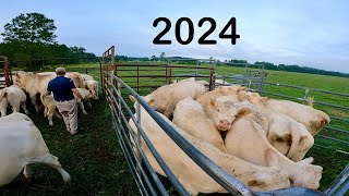 Working Charolais Cattle in 2024