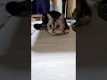 猫が首を左右に振って何かを狙っている動画 a video of a cat shaking its head left and right to aim at something shorts