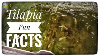 Aquaponics Update | Tilapia Fun Facts