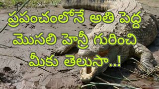 ప్రపంచంలోనే అతి పెద్ద మొసలి హెన్రీ గురించి మీకు తెలుసా..!Henry is the biggest crocodile in the world