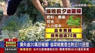 3分地2.5萬顆高麗菜被陌生人採光 農民傻眼