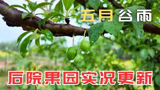 山楂开花，桑树挂果，无花果从地下冒出了芽，桃李杏梨苹果也都从冻害中恢复了，瓜果满园的日子又有了盼头 | 五月果园