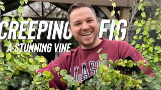 Creeping Fig (Ficus pumila) Pros, Cons, and How to Grow a Living Wall
