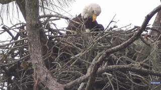 SWFEC 1-15-24.  Moments in Time:  E23 in view from the ground! 😊  15 Days Old!