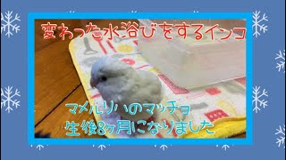 変わった水浴びをするインコ マメルリハ