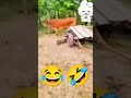 mostly funny video try not to laugh ytshorts shorts trynottolaugh funnyvideo