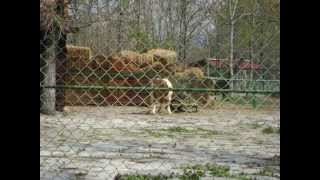 Atatürk Orman Çiftliği (Atatürk Forest Farm And Zoo), Ankara