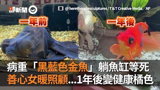 病重「黑藍色金魚」躺魚缸等死　善心女暖照顧...1年後變健康橘色│寵物│金魚