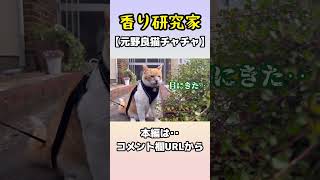 香りテイスティングする猫　#shorts