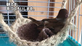 スズメのキリちゃん、朝の毛繕いで丸くなる