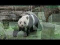 20240905 蘿蔔直接拉入口 圓仔順手玩掛勾 午餐 giant panda yuan zai