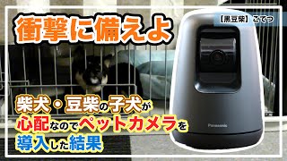 【黒豆柴こてつ】（役立ち）子犬が留守番する時にも安心のペットカメラを導入した結果、衝撃映像が映し出された【共働き・一人暮らし必見】※小型犬・中型犬・大型犬共通