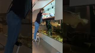 Feeding Giant Golden Arowana In Large Tank