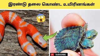 இரண்டு தலை விலங்குகள்😳 Two headed animals | facts in minutes | minutes mystery#shorts#ytshorts