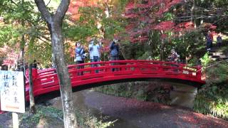 ４ｋ小国神社の紅葉（２）