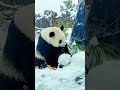 去年今天小盟玩雪人⛄️不知道下次下这么大雪是什么时候了 来这吸熊猫 毛茸茸 一方水土养一方熊猫 大熊猫在雪地里放飞自我 大熊猫盟盟