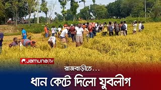 রাজবাড়ীতে কৃষকের ধান কেটে দিলেন যুবলীগ নেতাকর্মীরা | Rajbari Rice Cutting OOV